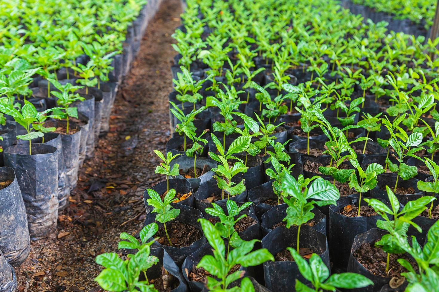 plántulas de café en el vivero. foto