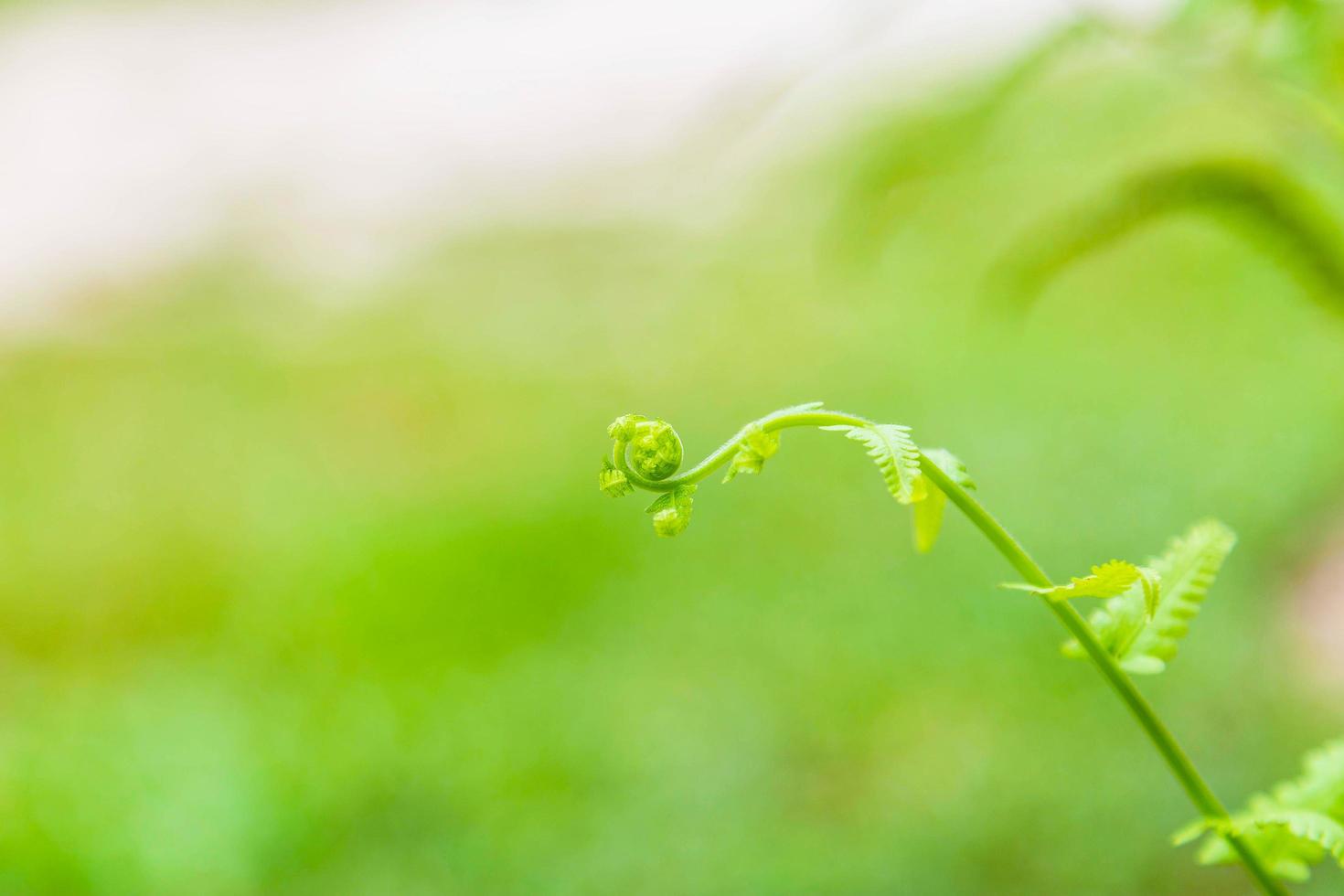 Young shoots of fern leaves background photo