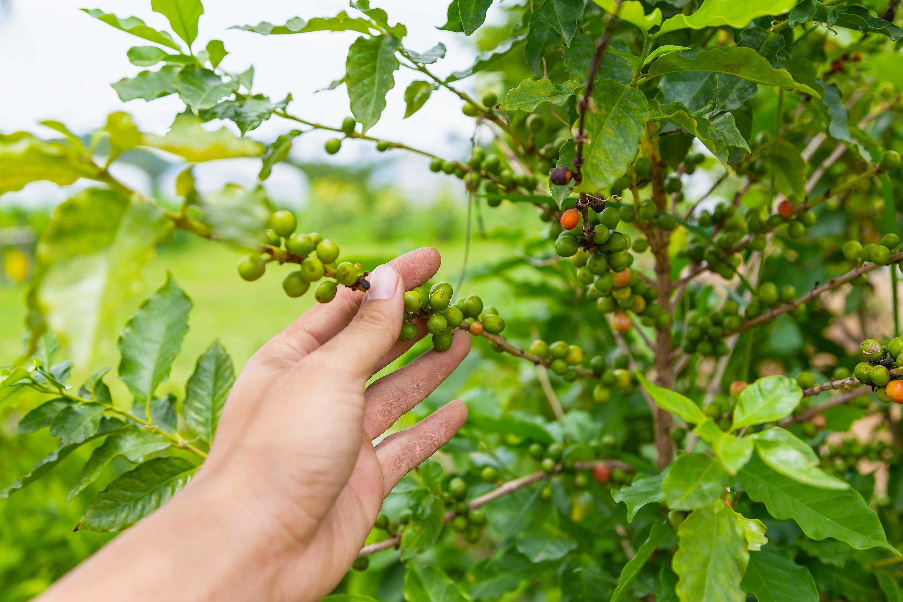 Raw coffee beans from fresh and raw coffee plants 2616567 Stock Photo