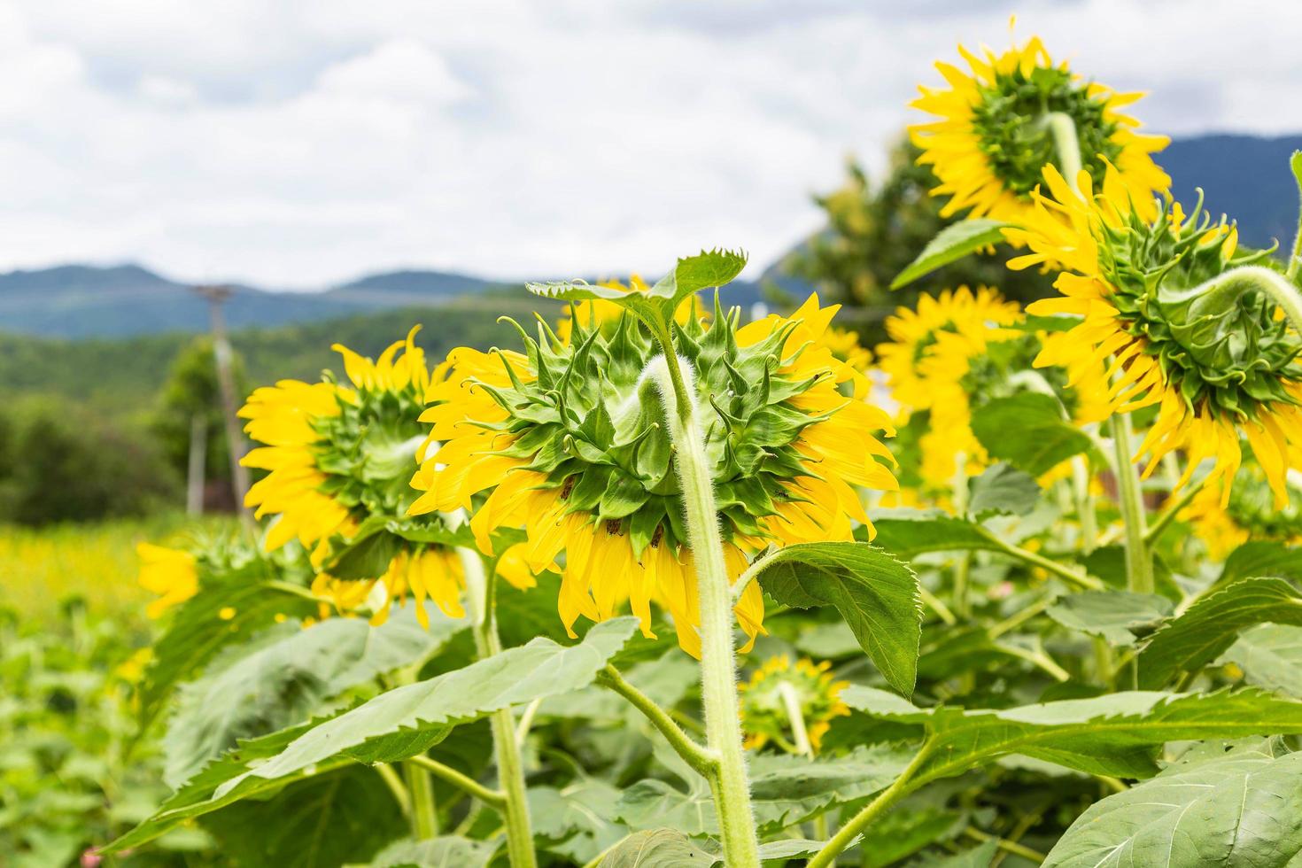 campo de girasol y fondo de girasol foto