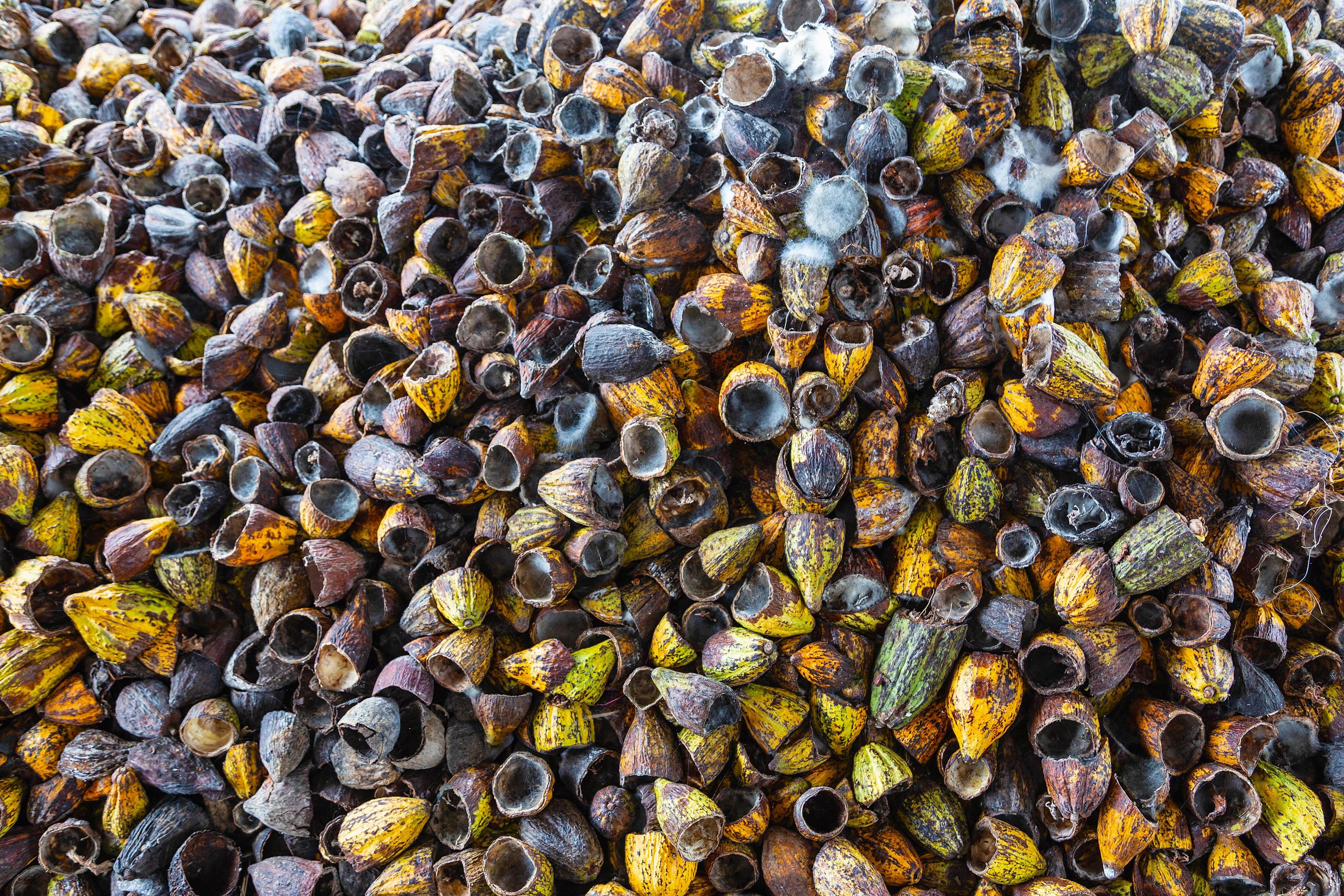 Shell of cocoa fruit and cocoa shell dry 2616589 Stock Photo at Vecteezy