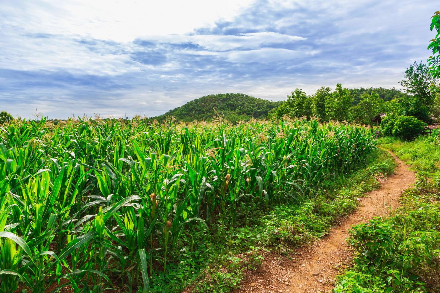 Green corn field in agricultural garden photo