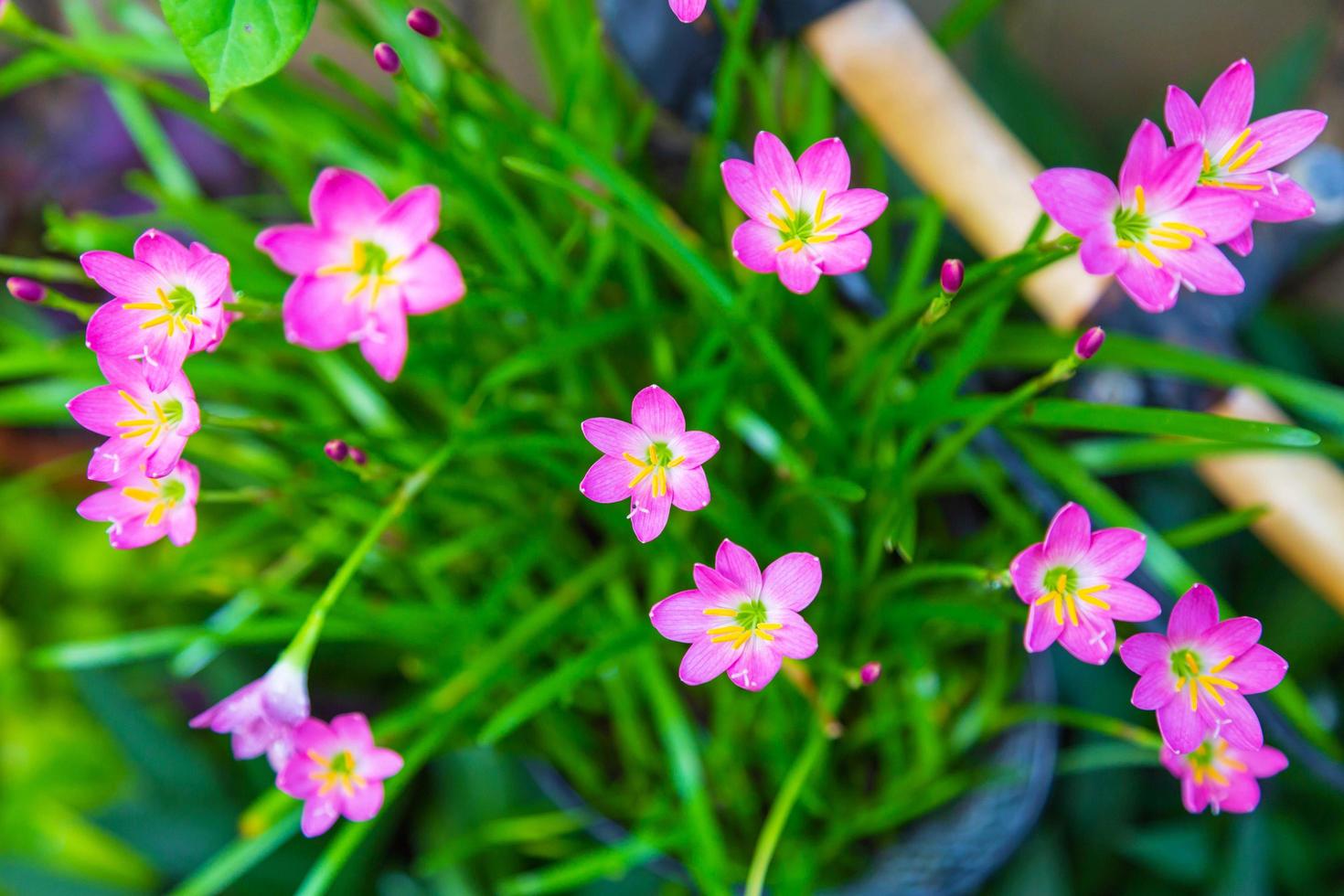 hermosa flor de lirio de lluvia rosa foto