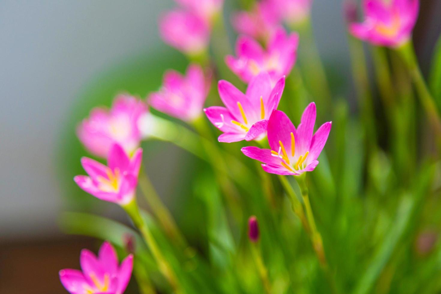 Beautiful pink rain lily flower photo