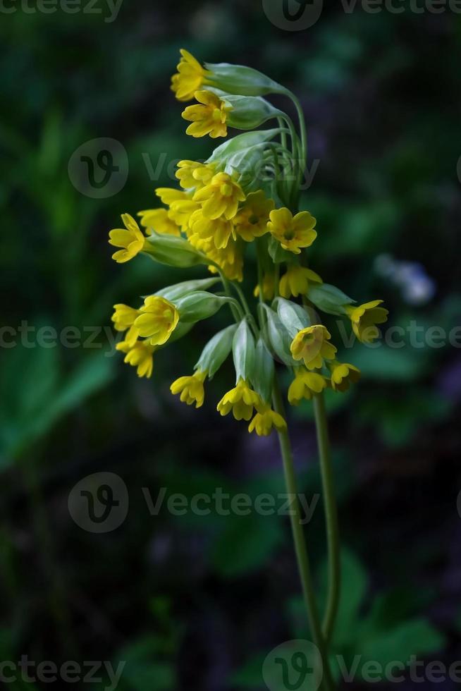 Bunch of yellow little flowers on stem on dark blurred background photo