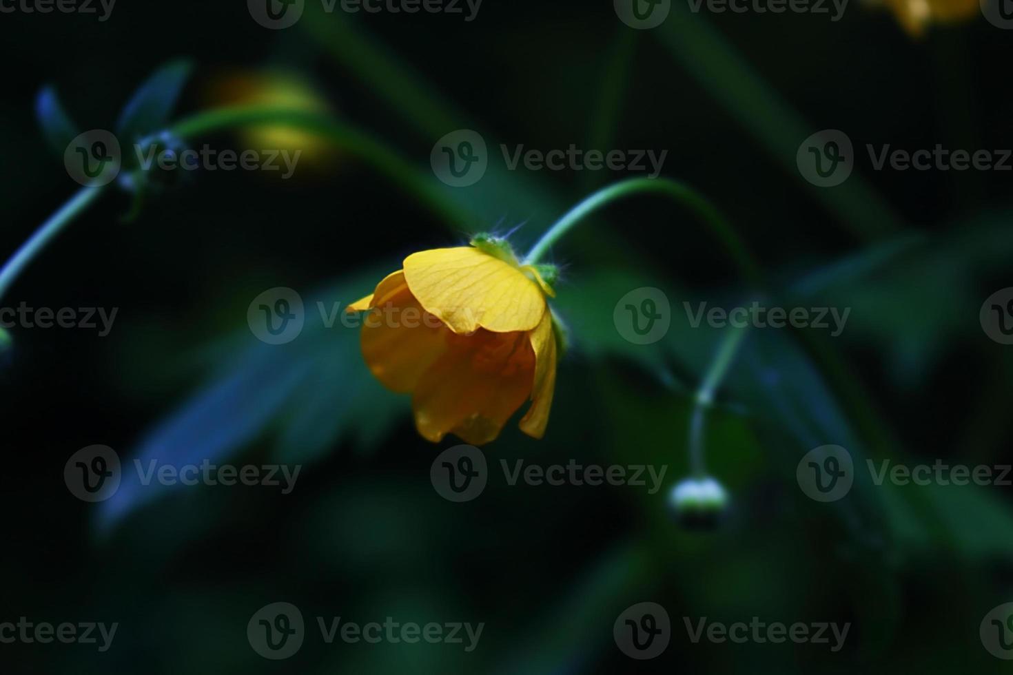 Little yellow Buttercup flower on dark mysterious background photo