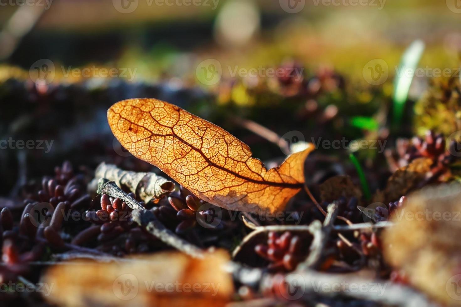 Old dry linden seed lying on ground on red succulent and dry leaves photo