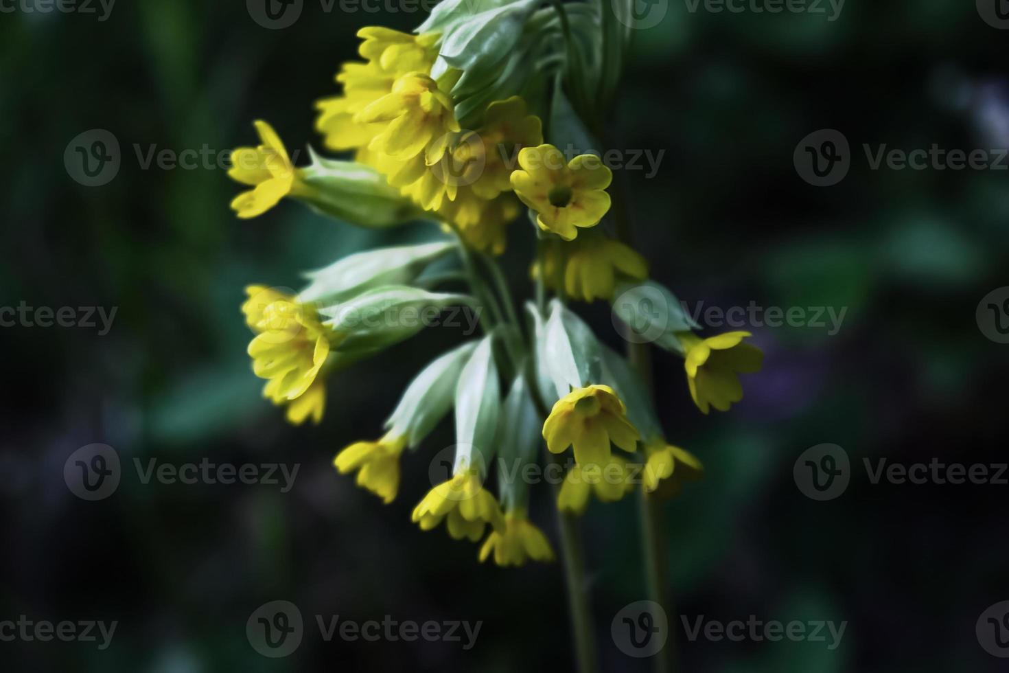 Bunch of yellow little flowers on stem on dark blurred background photo