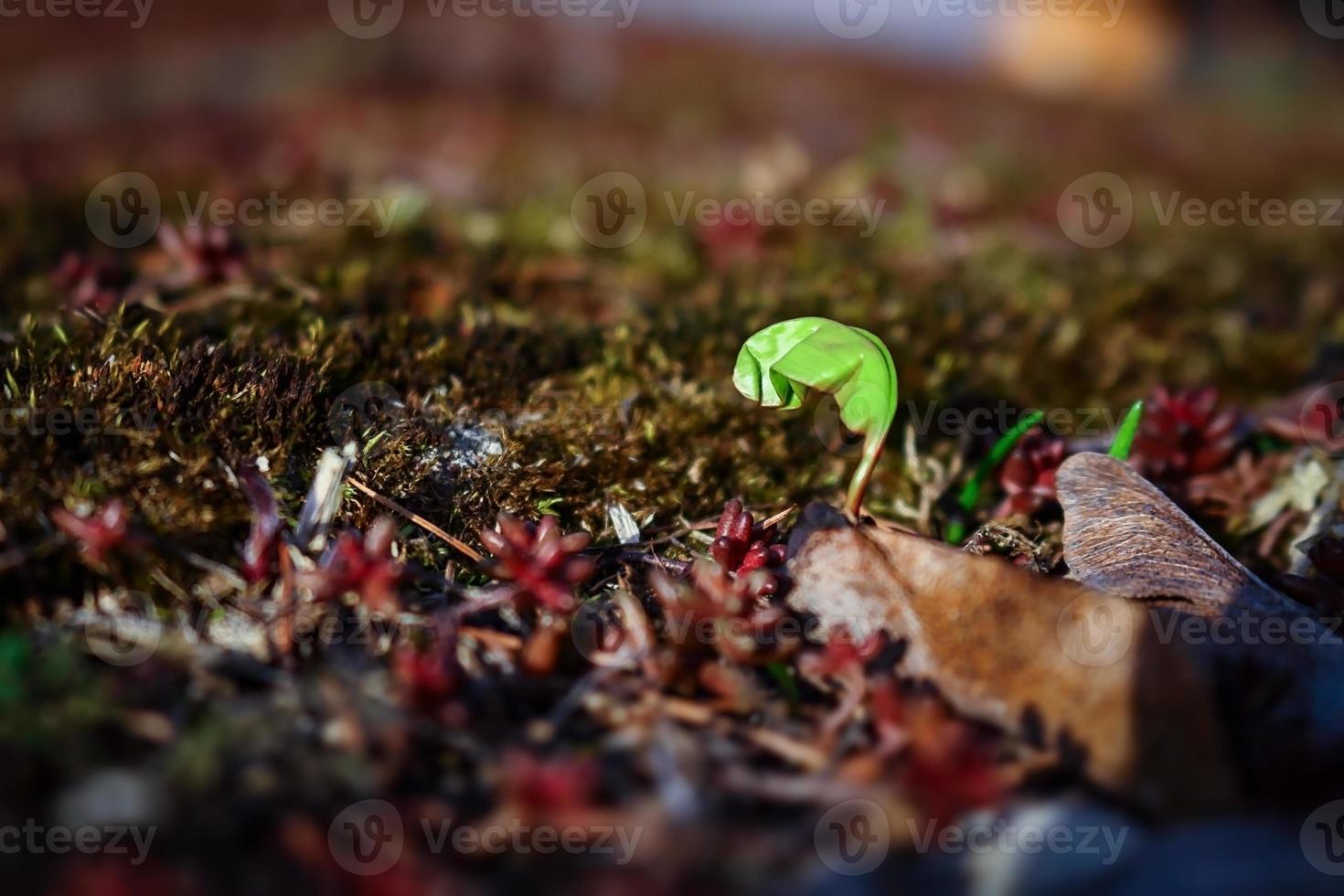 Maple tree spring showing up from brown dry leaves and red succulents photo