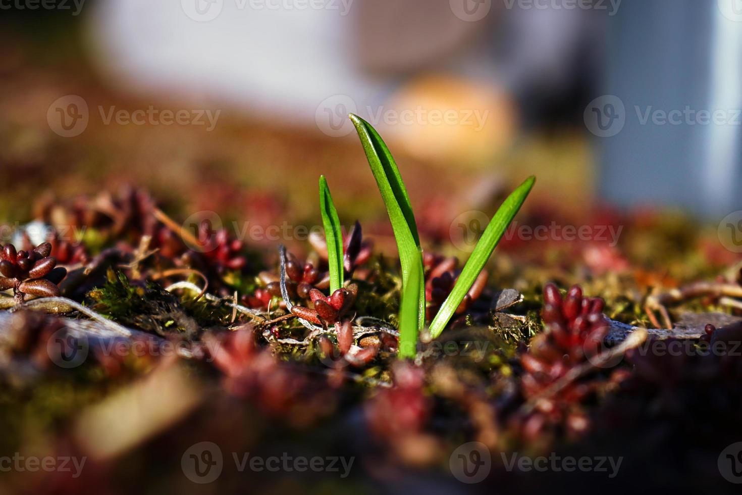 Primavera de plantas jóvenes que brotan de hojas marrones y suculentas rojas foto