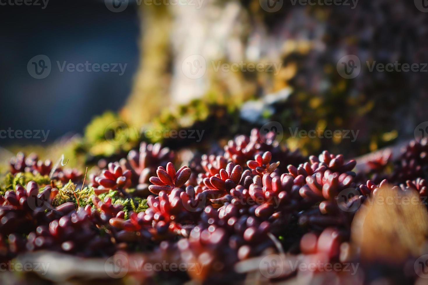 Suculentas rojas jugosas que crecen en el suelo cerca del árbol de fondo bokeh foto