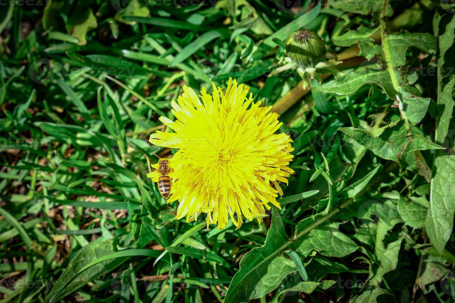 One yellow dandelion on dense green leaves background photo