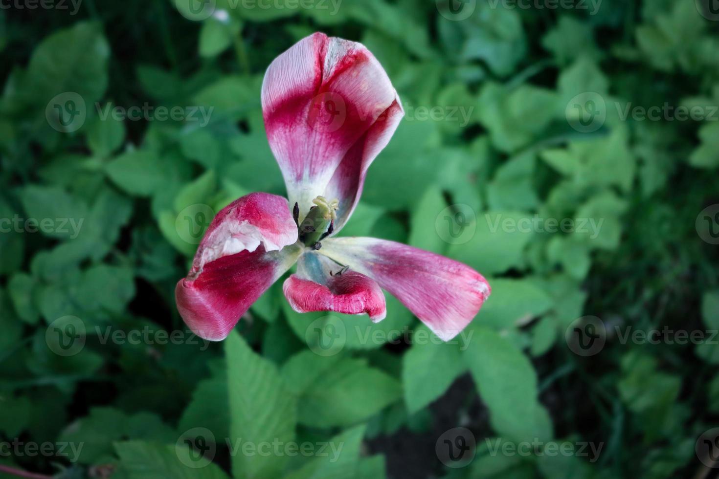 Pink old tulip blossom with crooked petals on blurred grass background photo