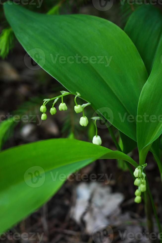 Lily of the valley buds with big green leaves on blurred background photo