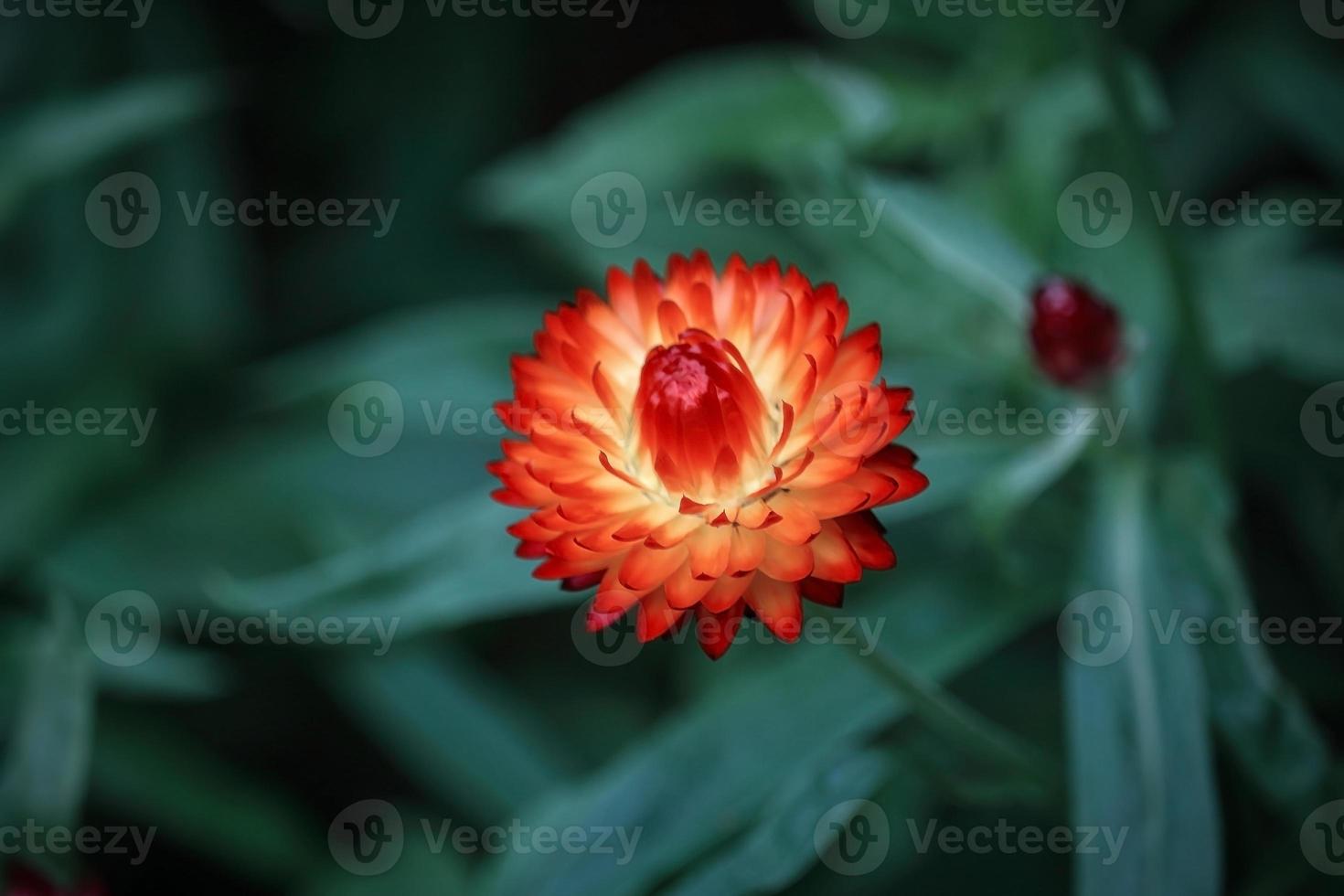 Strawflower naranja mirando hacia arriba sobre fondo frondoso borroso foto