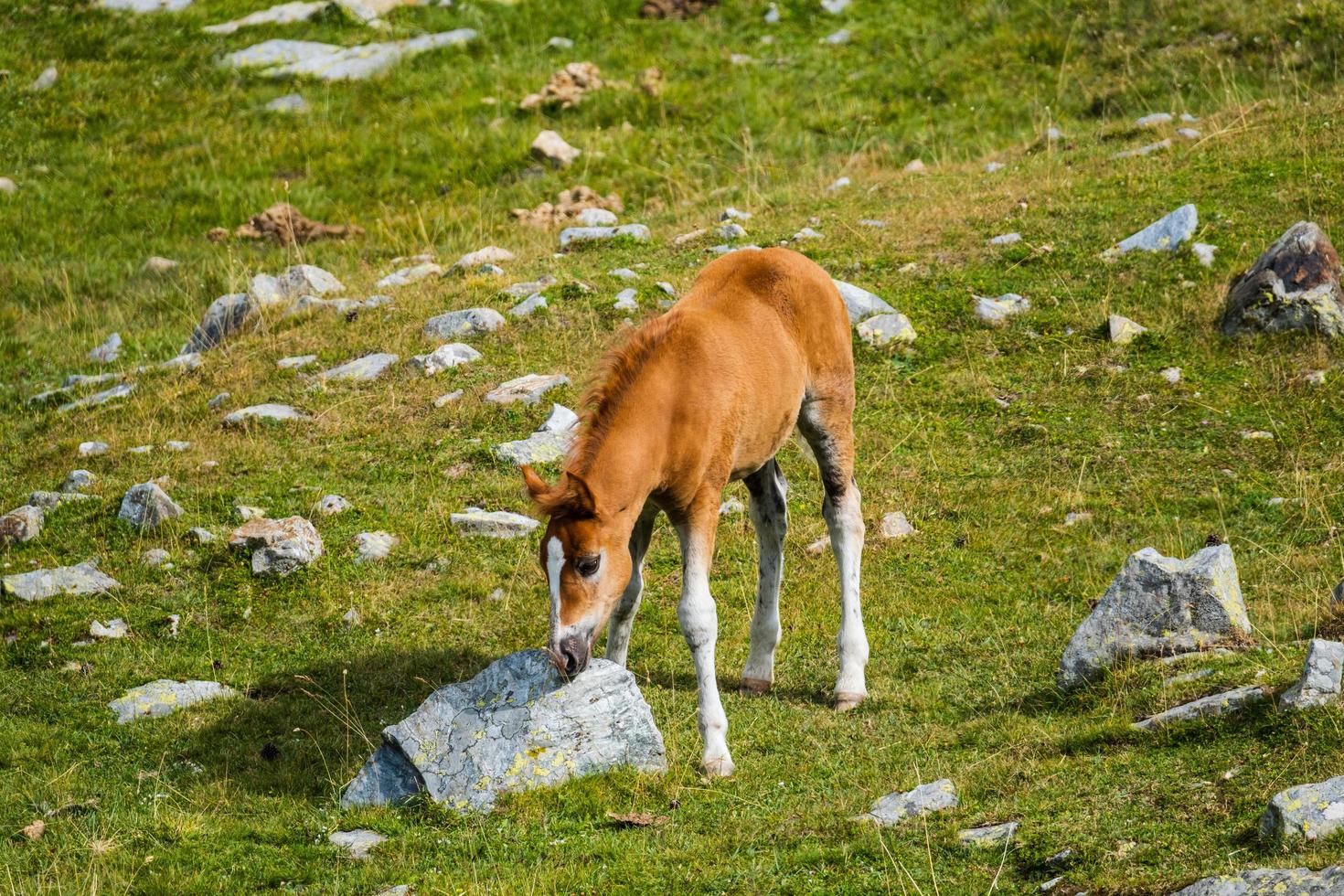 caballos en las montañas foto