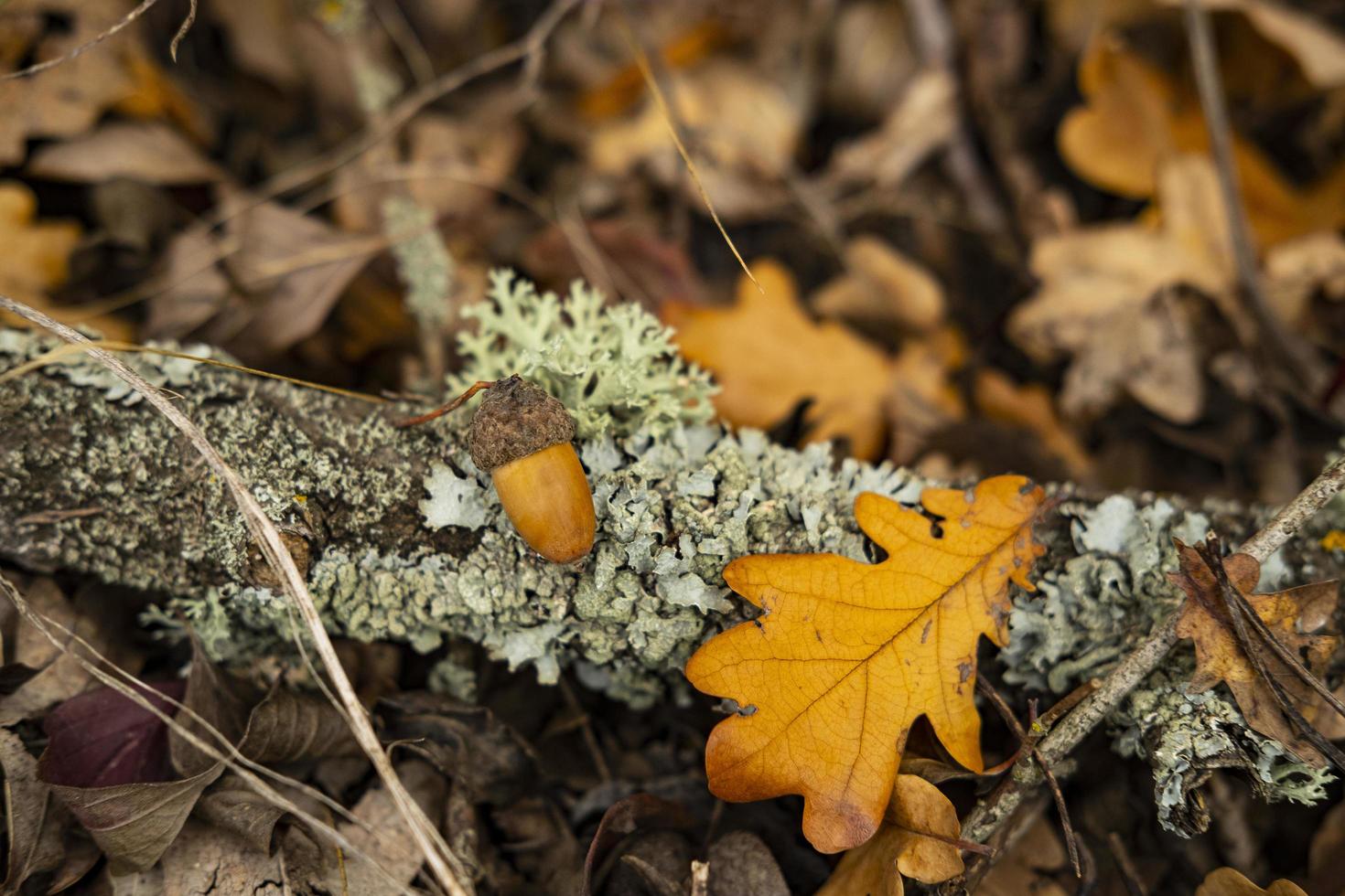 Colorful autumn forest photo