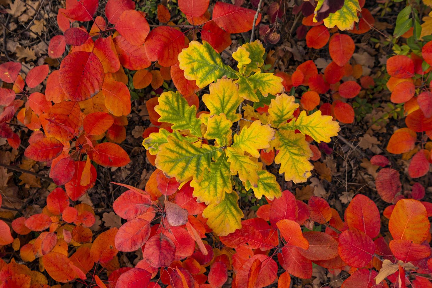 bosque de otoño colorido foto