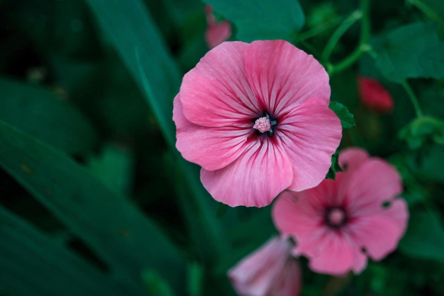 Pink Rose Mallow flowers with dark center on dark leafy background photo