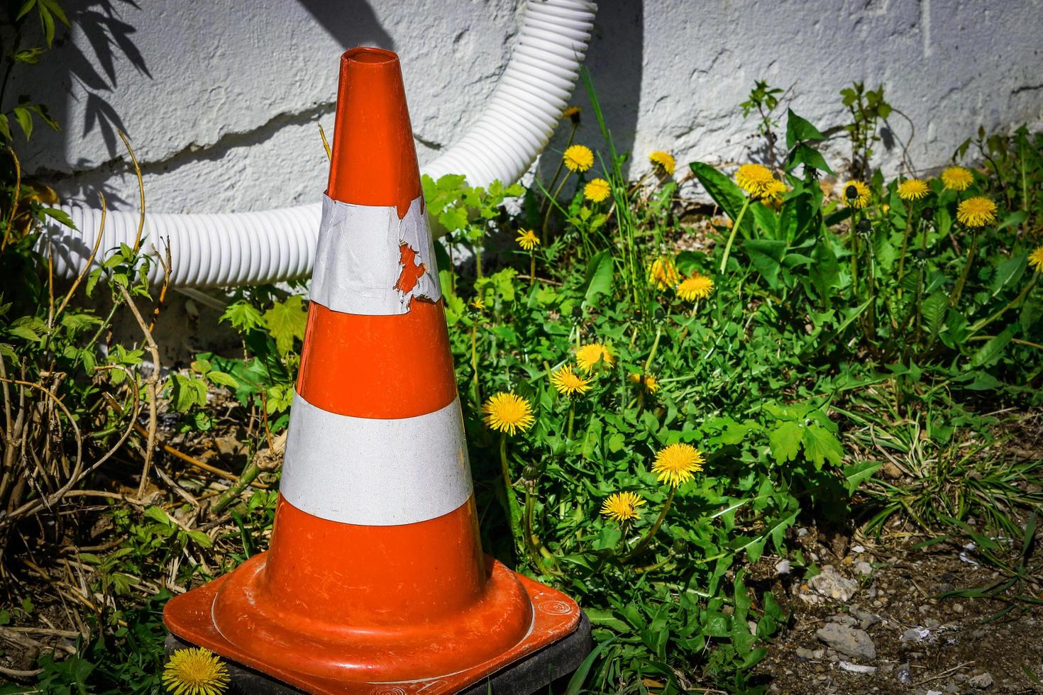 Cono de carretera rojo y blanco de pie cerca de la pared en florecientes dientes de león amarillos y hojas verdes foto