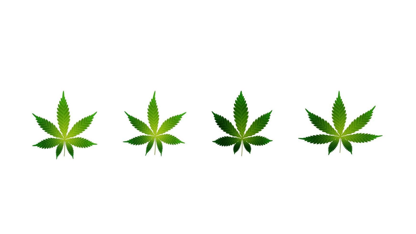 hojas verdes de cannabis. Conjunto de hojas de cannabis aislado sobre un fondo blanco. vector