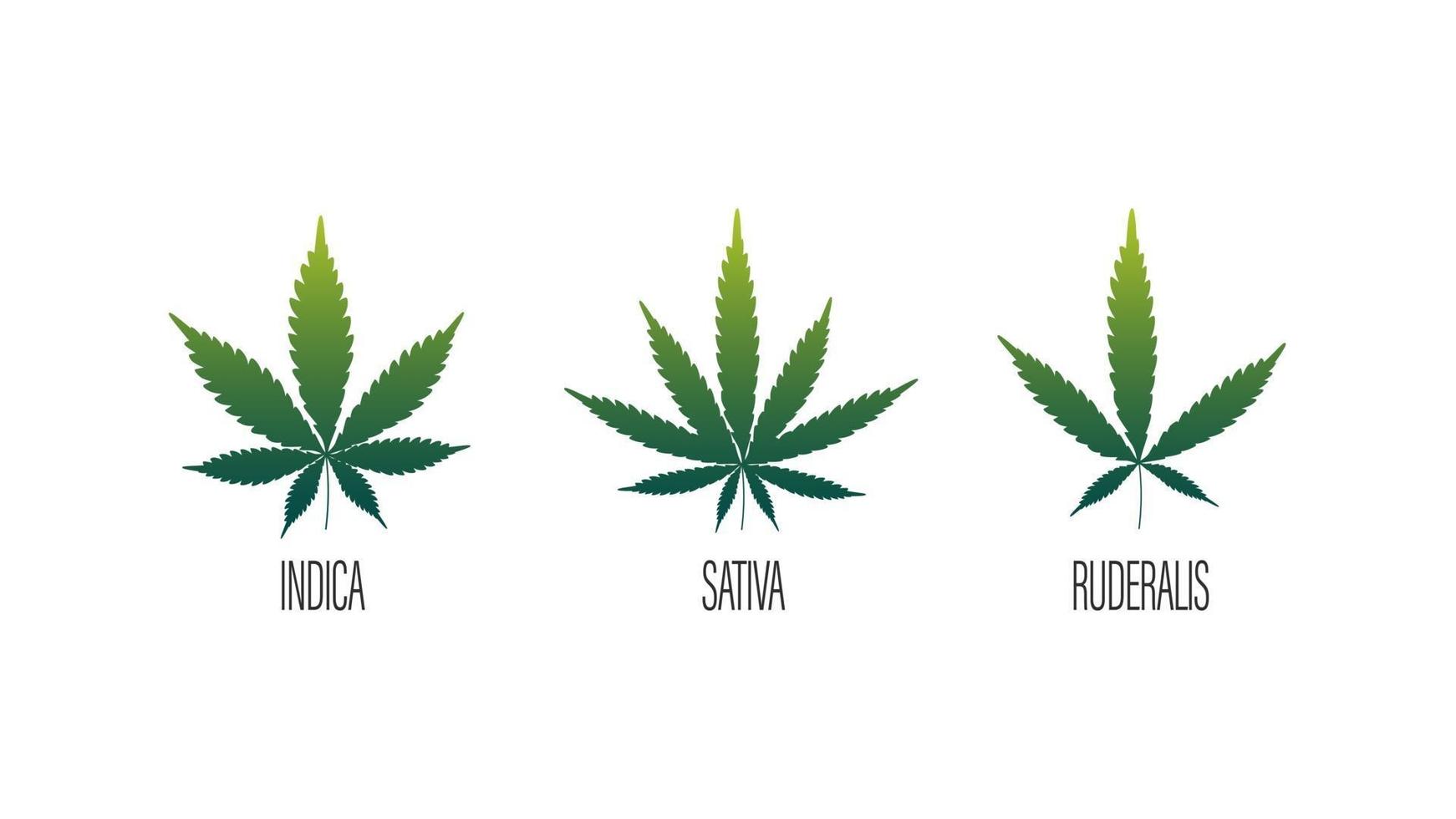 Conjunto de hojas de cannabis, sativa, indica y ruderalis aislado sobre un fondo blanco. vector