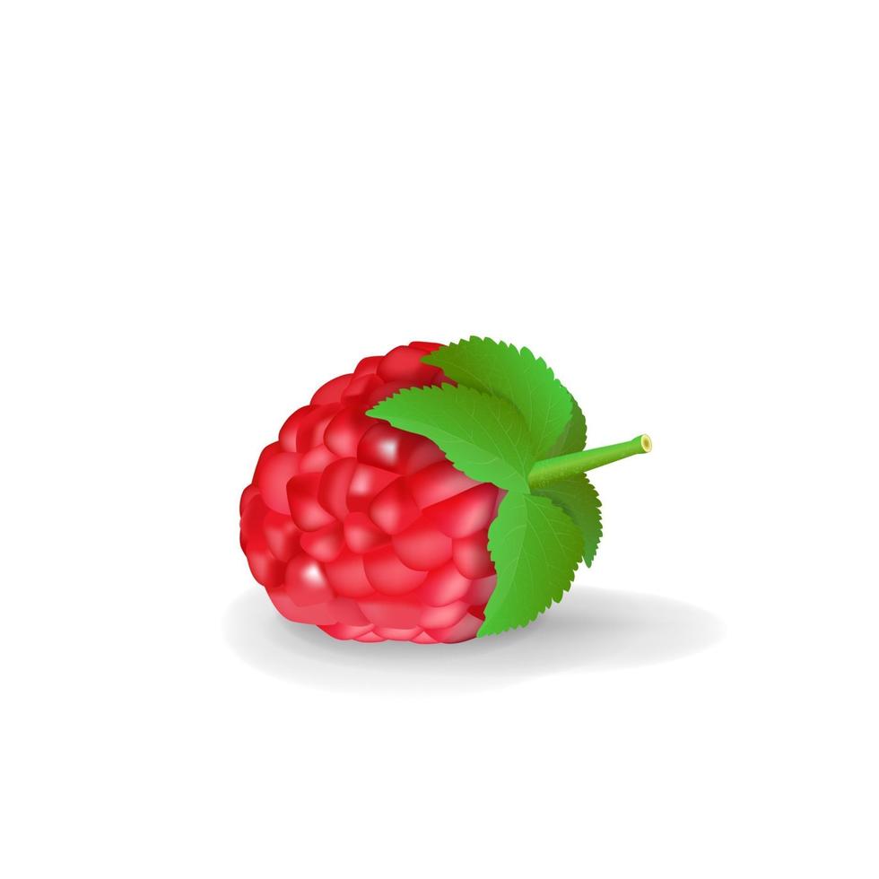 Raspberry berry in cartoon volumetric style isolated on white background vector