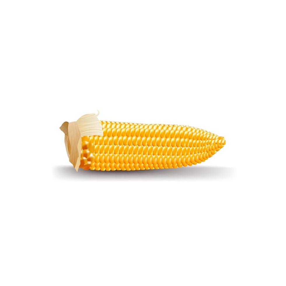 Mazorca de maíz madura en estilo volumétrico de dibujos animados aislado sobre fondo blanco. vector