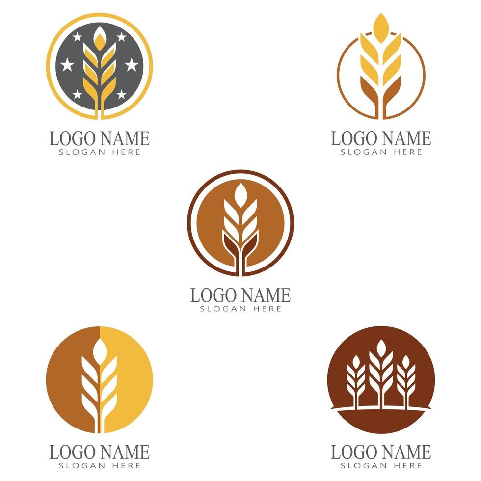 Agriculture wheat vector icon design