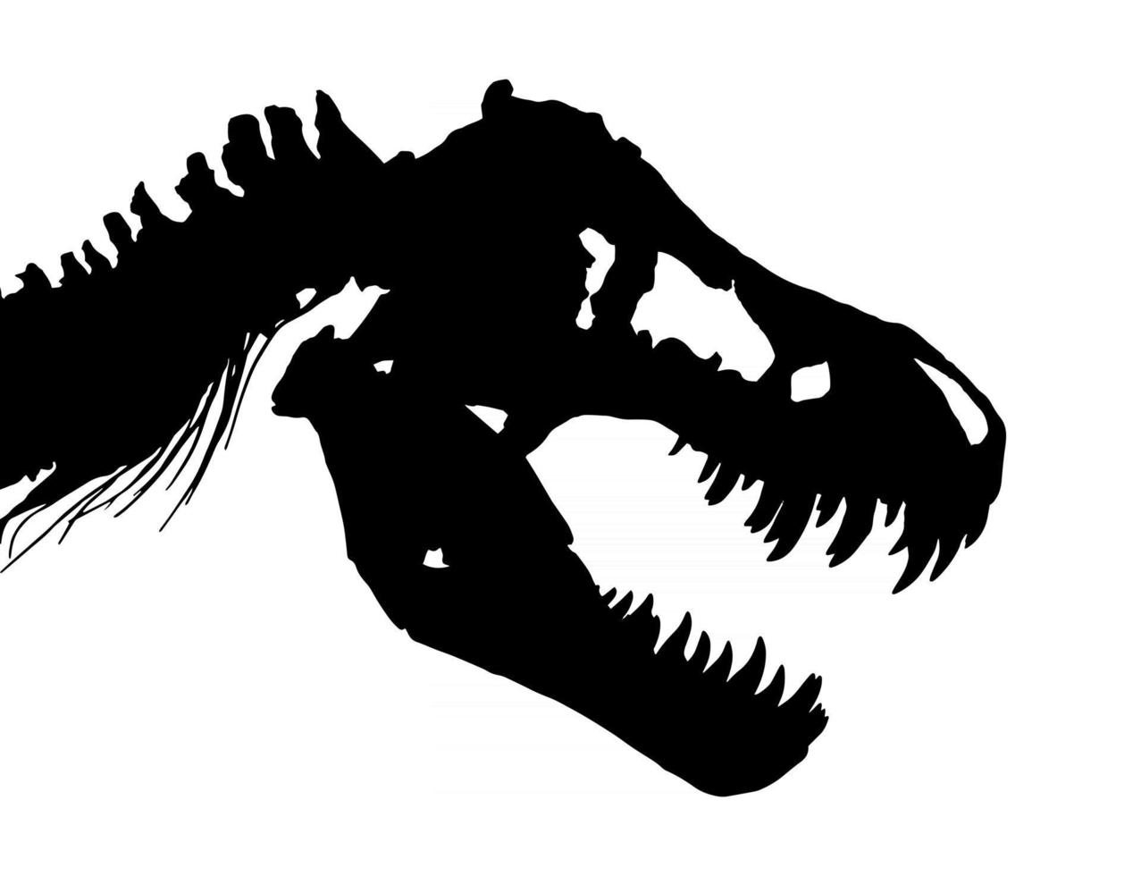 Skeleton of Tyrannosaurus rex  T-rex  Skull and Neck  . Vector .