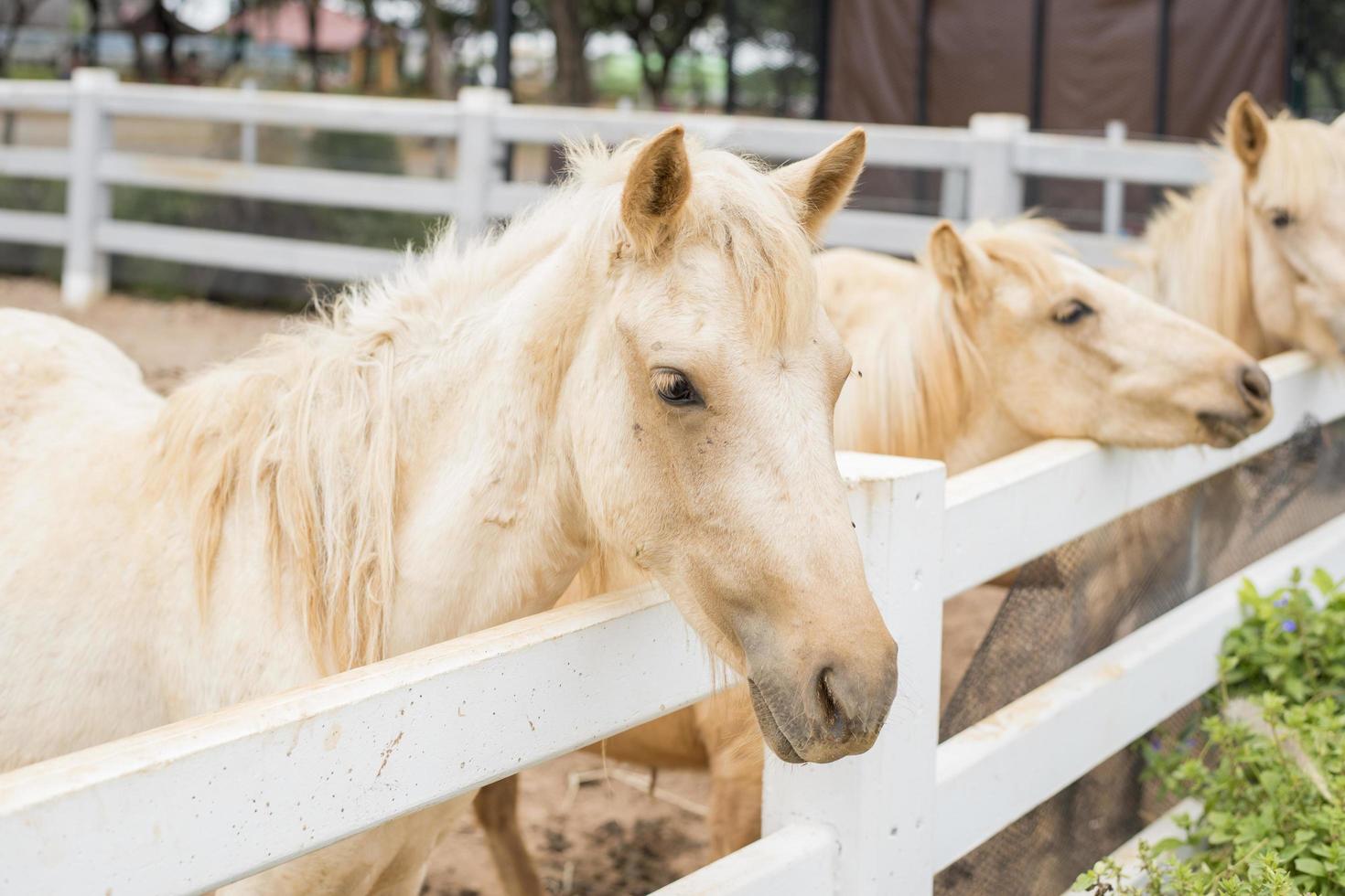 Horses in the field photo