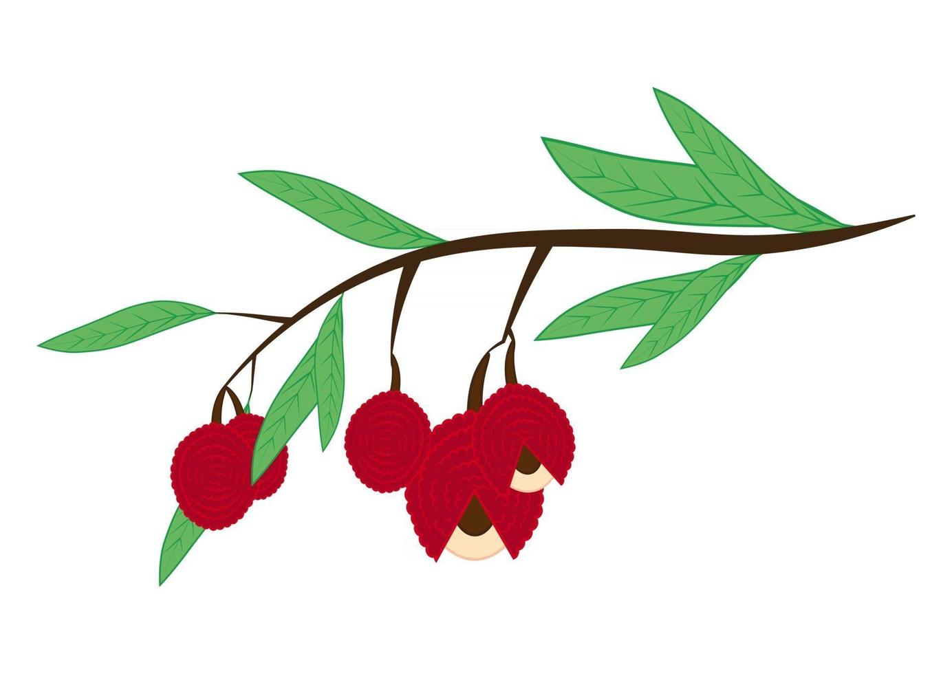 Collection of color lychees. Asian fruits for juice and vegetarian food. Color of realistic lychee fresh fruits on the branch. Vector