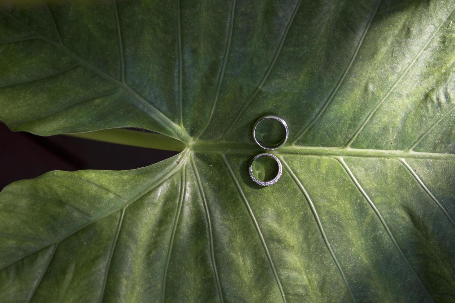 Wedding rings on green leaves photo
