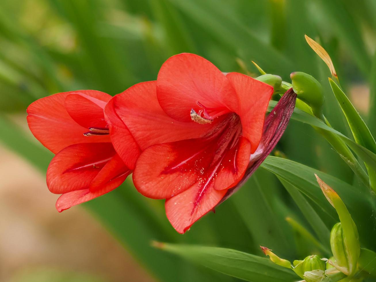 Flores rojas en una planta de gladiolos flanaganii foto