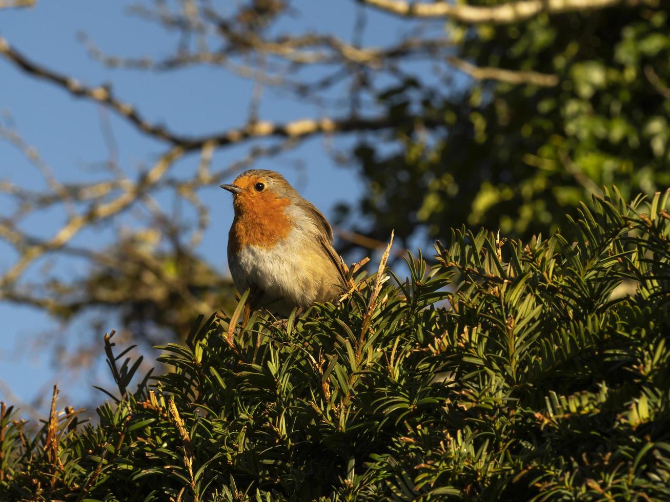 European robin Erithacus rubecula in a yew tree photo