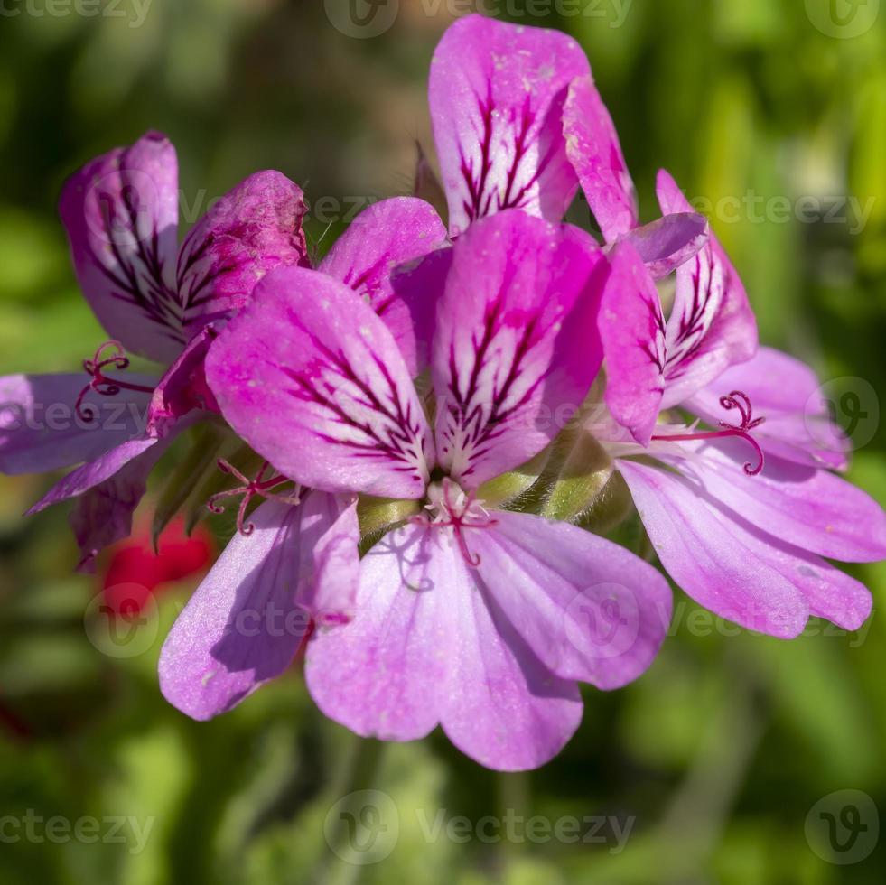 Pelargonium rosa flores de geranio rosa en un jardín. foto