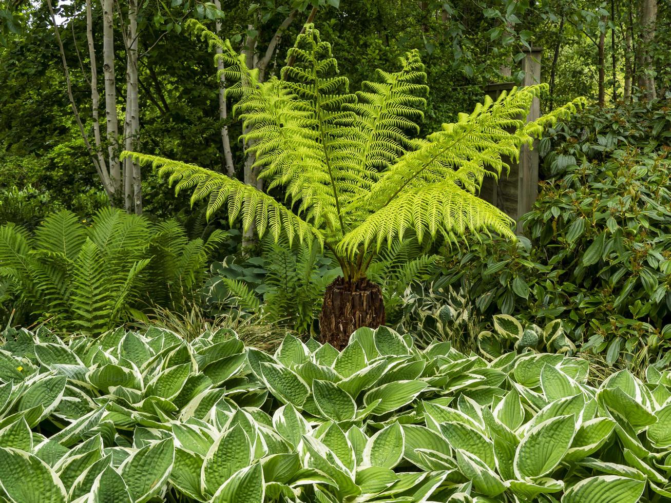 Hosta plantas y helechos en un jardín. foto