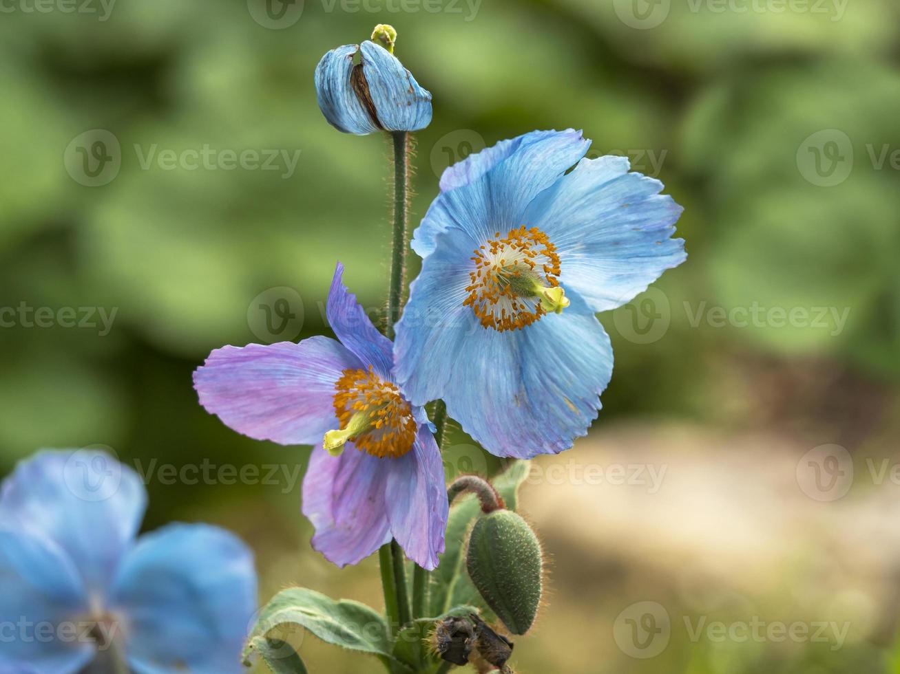 Blue and purple Meconopsis Himalayan poppy flowers and bud photo