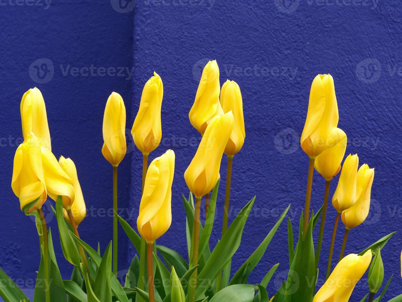 Beautiful yellow tulips flowering against a dark blue wall photo
