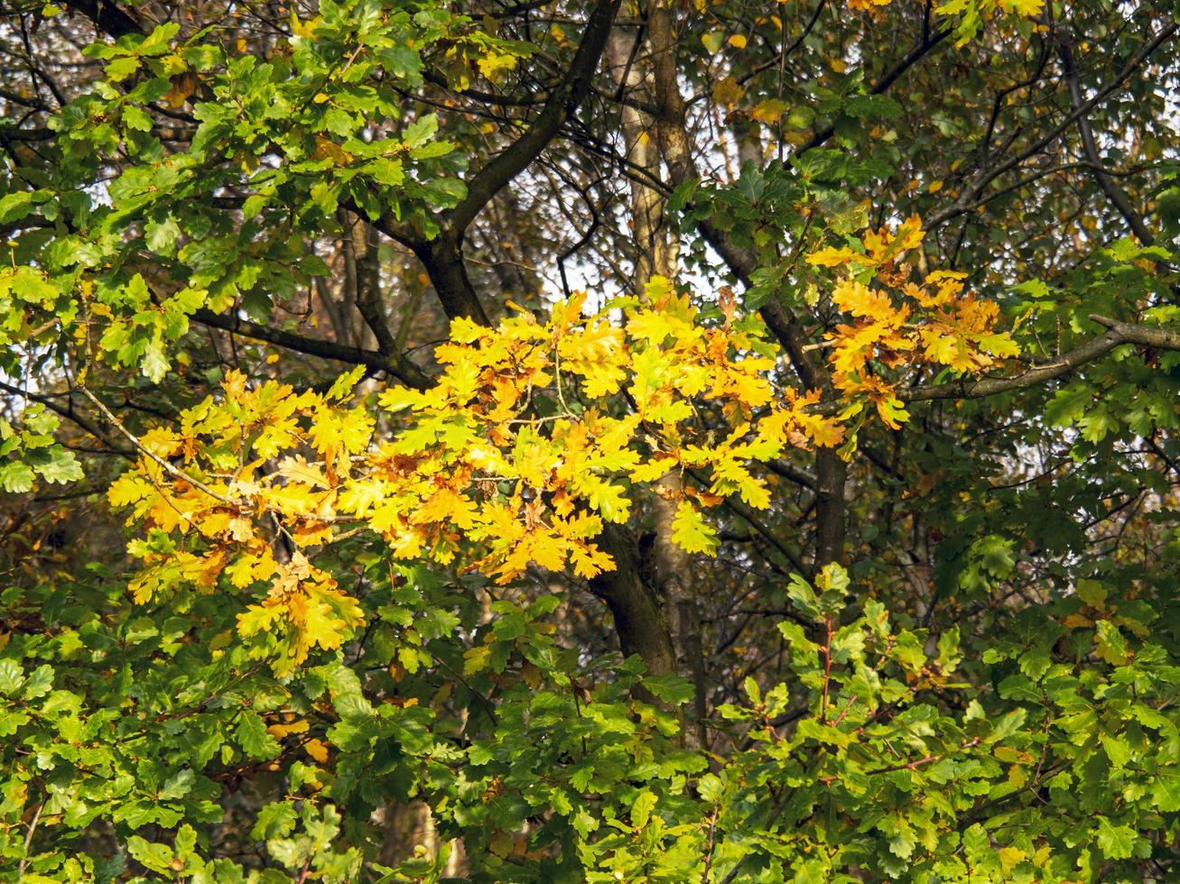 hojas de roble que se vuelven anaranjadas en otoño foto
