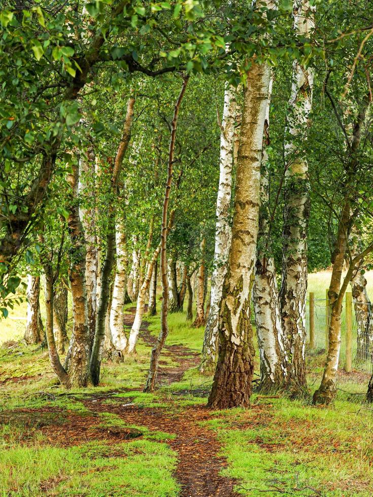 Path through silver birch trees in a wood at Skipwith Common North Yorkshire England photo