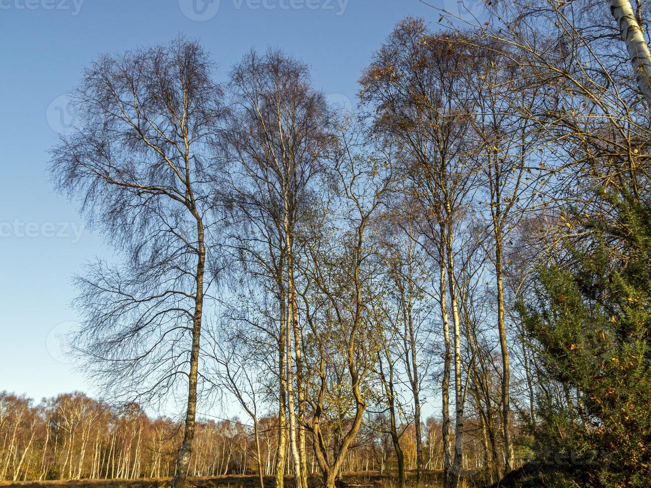 Silver birch trees in winter with a blue sky photo