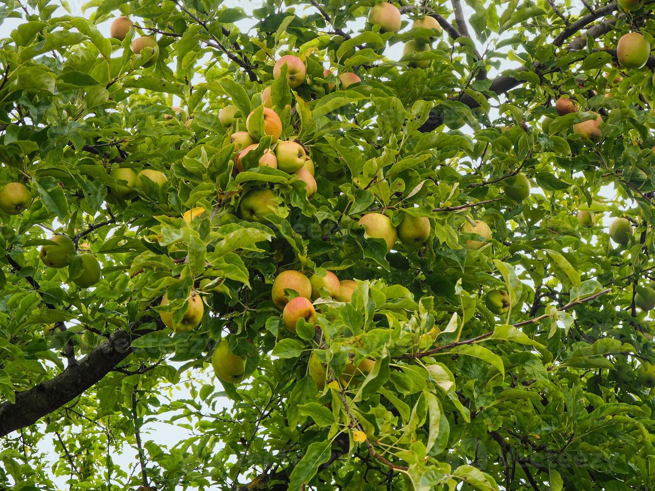 Manzanas que se desarrollan en las ramas de un manzano. foto