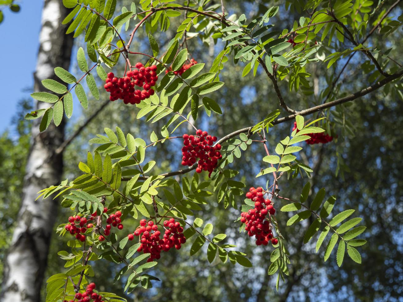 Rowan tree red berries and green leaves photo