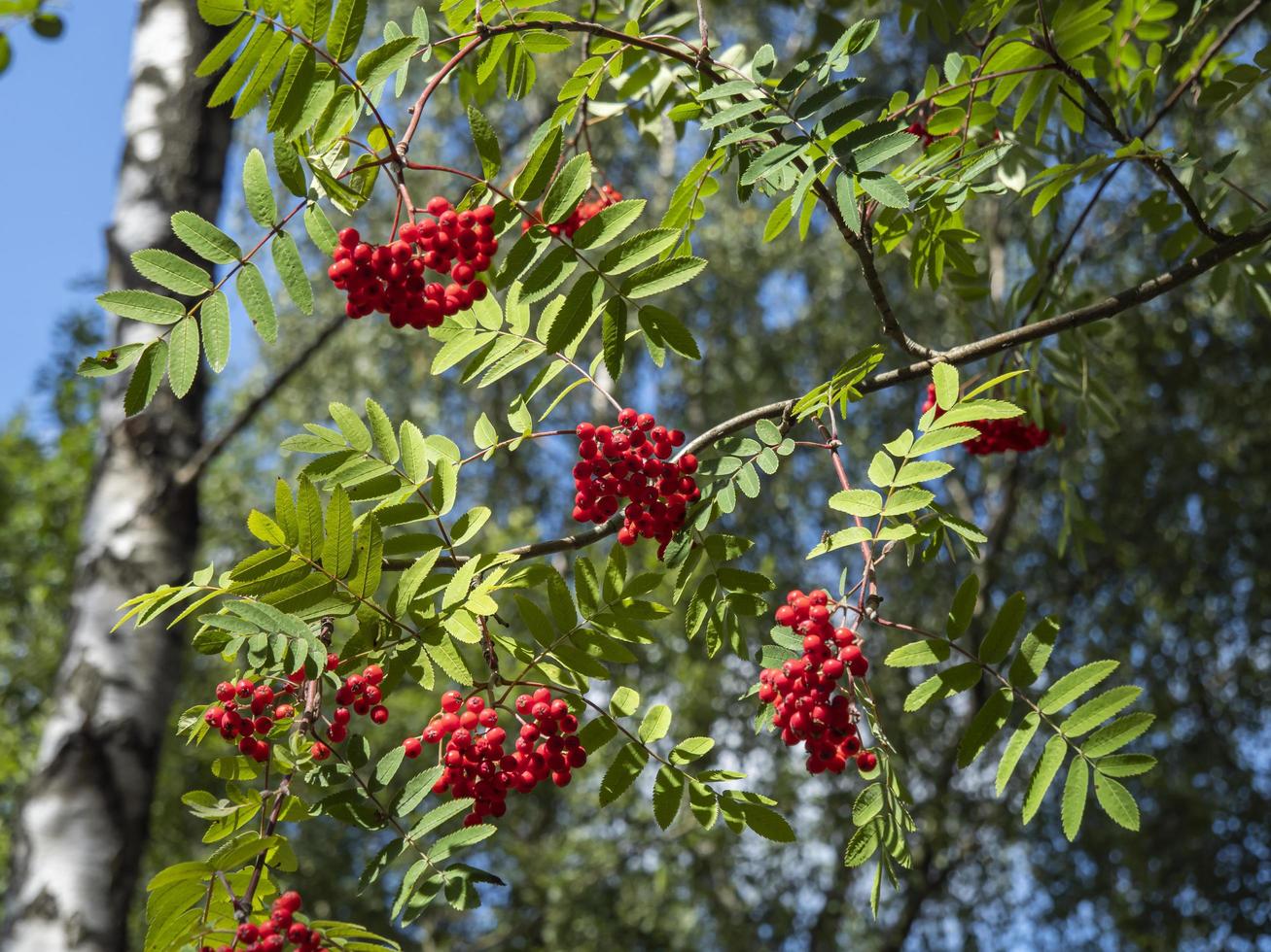 Rowan tree red berries and green leaves photo