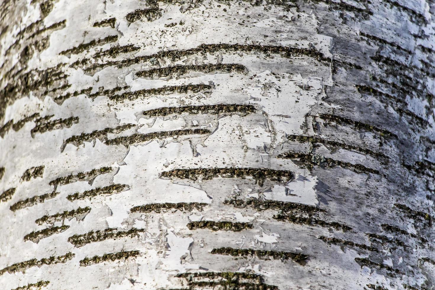Fondo de corteza de árbol marrón natural foto
