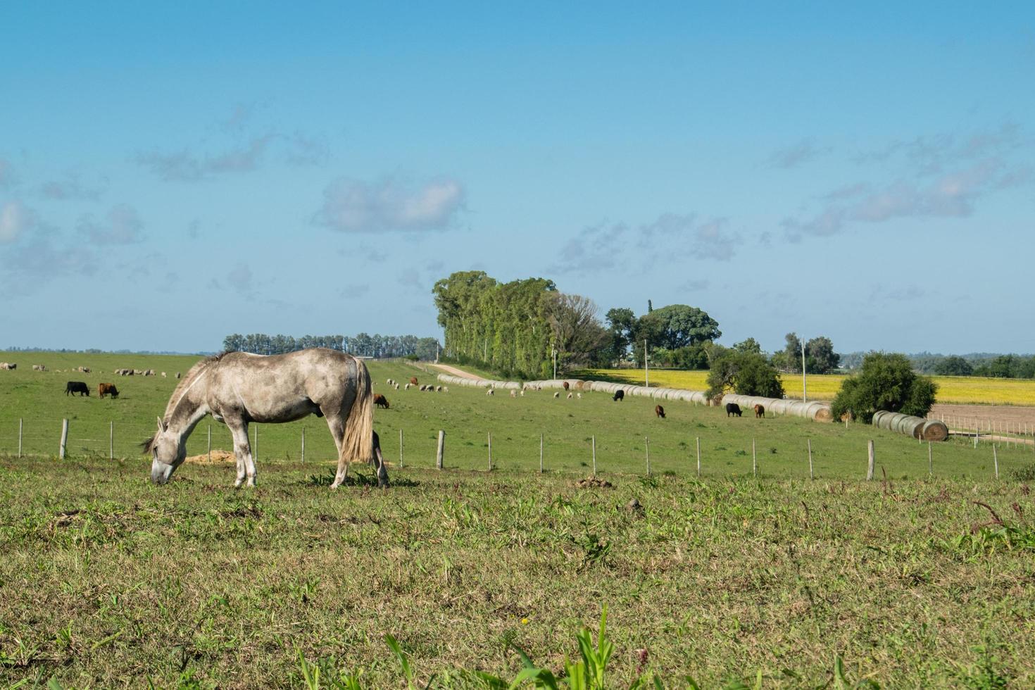 vista de la granja y un caballo foto