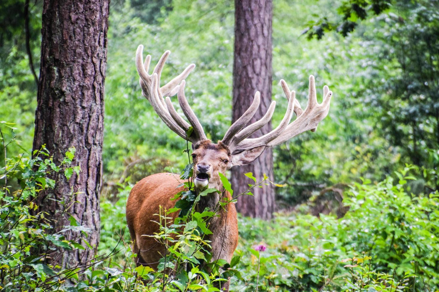 Deer in the forest photo