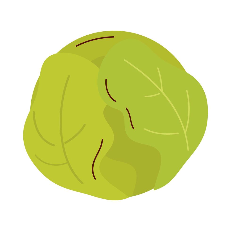 lechuga, vegetal, icono, vector, diseño vector