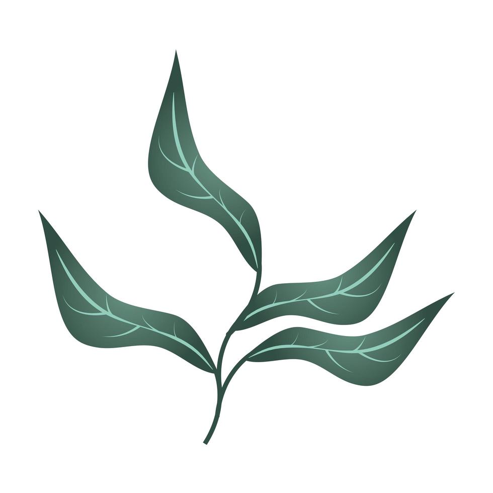 branch foliage leaves natural icon isolated vector